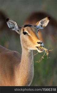 A young female Impala (Aepyceros melampus) in the Savuti region of northern Botswana, Africa.