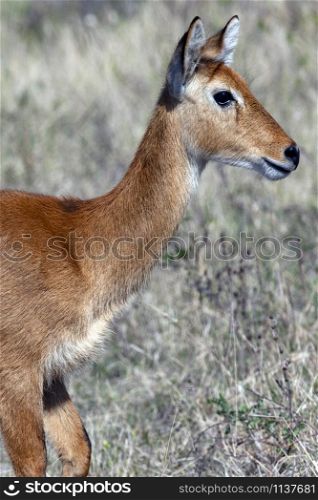 A young female Puku antelope (Kobus vardonii) in the Chobe National Park region of northern Botswana, Africa.