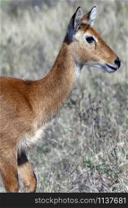 A young female Puku antelope (Kobus vardonii) in the Chobe National Park region of northern Botswana, Africa.