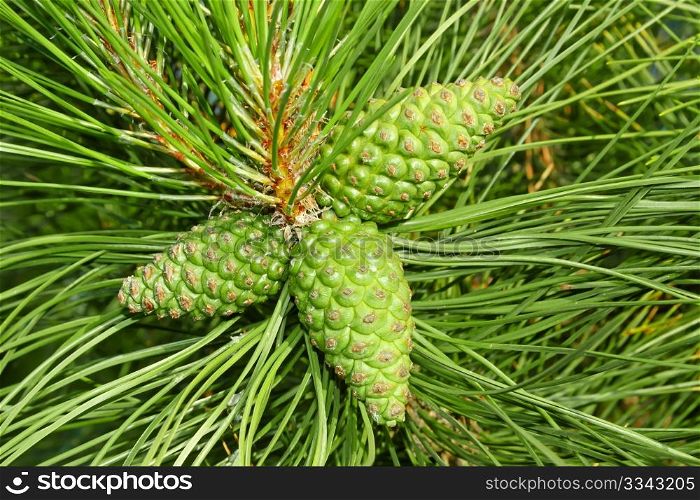 A young green cones of pine tree