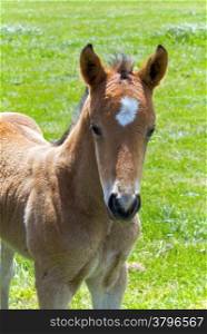 A Young Horse Foal Filly Standing in a Field. A Young Horse Foal Looks at the Camera in Front of the Mare