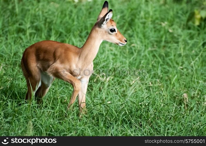 A young impala standing in the long succulent green grass.