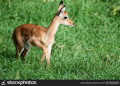 A young impala standing in the long succulent green grass.
