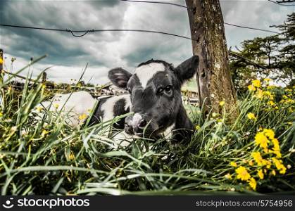 A young Jersey calf lying in the long grass next to a wooden post of a wire fence.