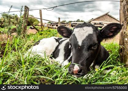A young Jersey calf lying in the long grass next to a wooden post of a wire fence.