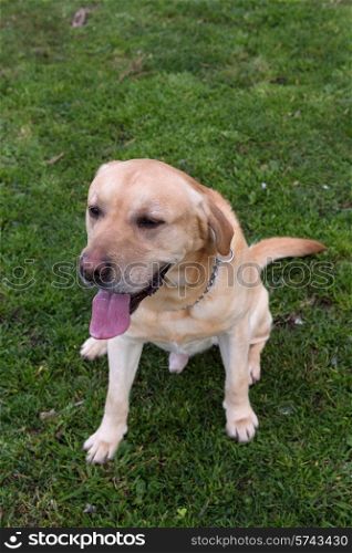 A young labrador playing at the park