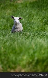 A young lamb isolated in a pasture of green grass