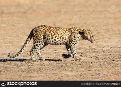 A young leopard (Panthera pardus) walking, Kalahari desert, South Africa
