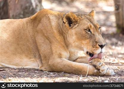 A young lioness licking her paw after a meal