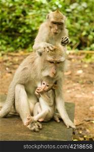 A young macaque monkey suckles at the breast of a mother who is in turn being groomed by another monkey in the Ubud Monkey Forest in Bali, Indonesia as seen on June 12, 2008.