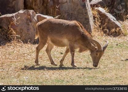 A young male Barbary sheep in its natural environment