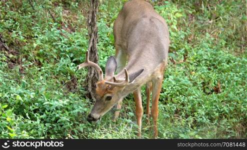 A young male deer eating plants