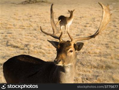 A young male Elk Buck stays close to engage with photographer