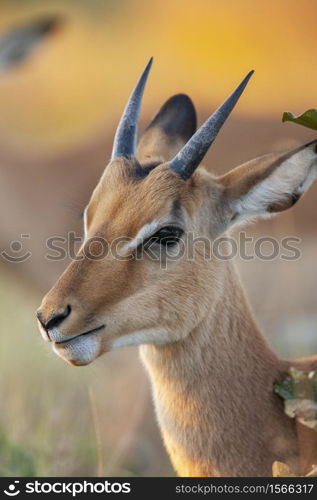 A young male Impala (Aepyceros melampus) in the Savuti region of northern Botswana, Africa.