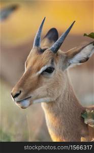 A young male Impala (Aepyceros melampus) in the Savuti region of northern Botswana, Africa.