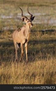 A young male Kudu (Tragelaphus strepsiceros) in the Okavango Delta in Botswana.