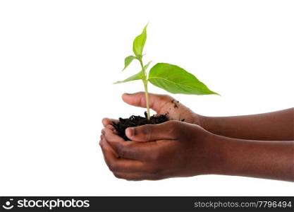A young new plant growing from palm in hands of African child, isolated. Drought on Earth concept.