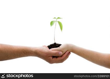 A young new plant growing from palm in two hands, isolated