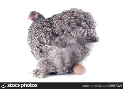 A young orpington hen laying an egg on a white background