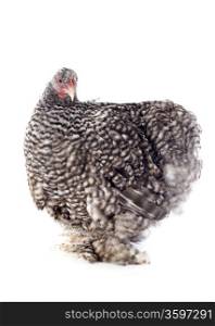 A young orpington hen upright on a white background