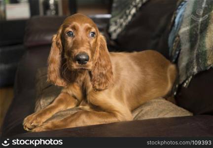 A young pure breed Irish Setter relaxes in a rare moment of quiet on the couch