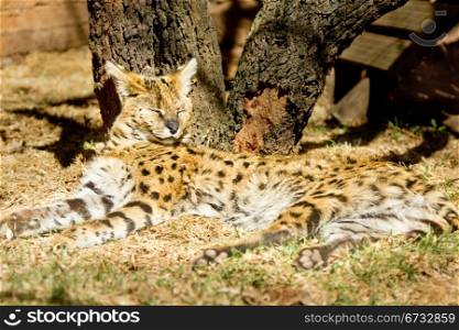 A young Serval laying down with its eyes closed