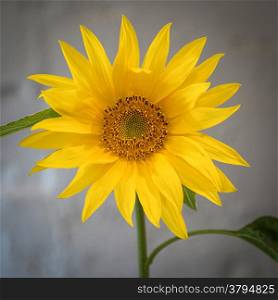 A young sunflower or Helianthus
