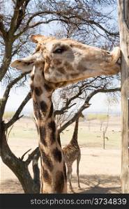A young tall giraffe kissing a wooden telephone pole with its lips
