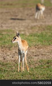 A young thomson gazelle stand, facing the viewer, on some short grassland, head up and to the side.
