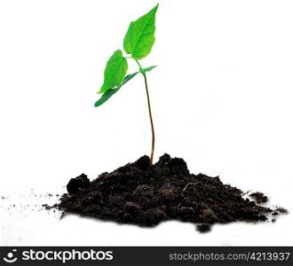 a young tree with soil on white background