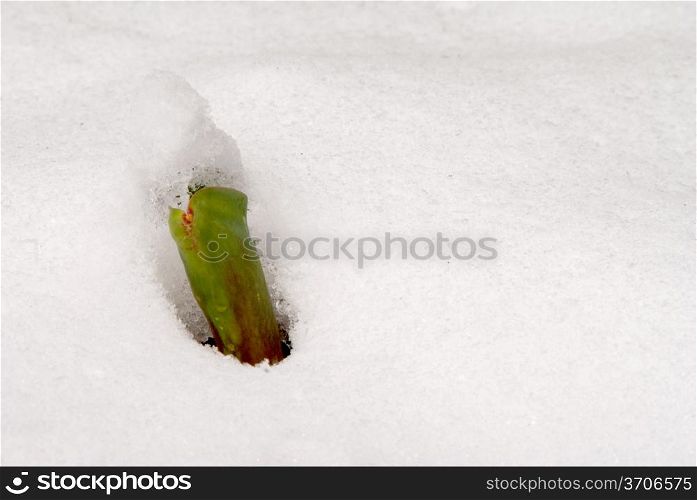 A young tulip sprout poking through the snow.
