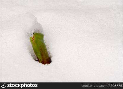 A young tulip sprout poking through the snow.