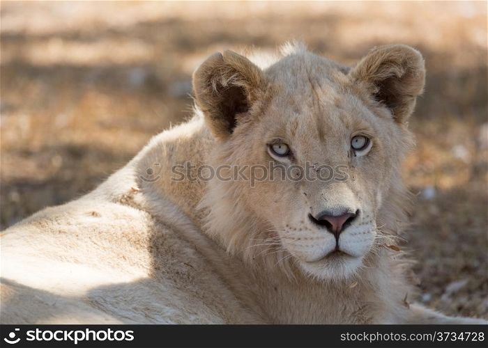 A young white male lion indigenous to South Africa