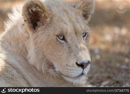 A young white male lion indigenous to South Africa