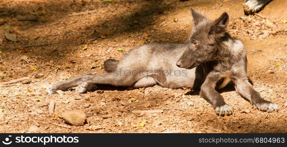A young wolf in a german zoo