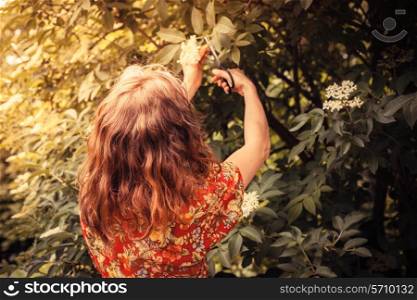 A young woman is cutting elderflowers from a tree with scissors