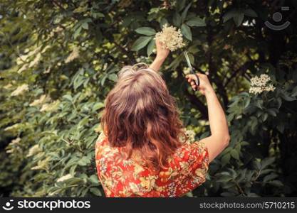 A young woman is cutting elderflowers from a tree with scissors