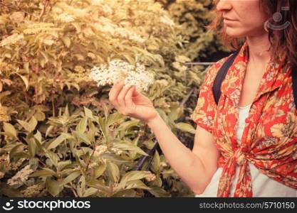 A young woman is picking elderflowers