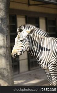 a zebra