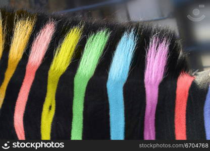 A Zebra&acute;s pattern in vivid colour.