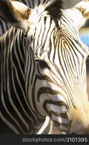 a zebra head