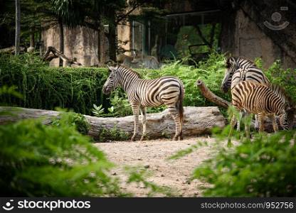 A zebra in a cage, African wildlife