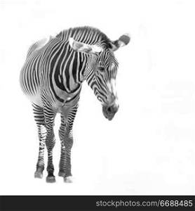 A zebra isolated over a white background.