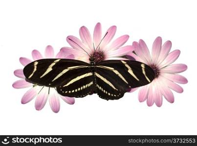 A Zebra Longwing Butterfly lands for a snack isolated on white