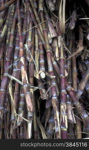 a zugar plantation in the village of Ribeira Grande on the Island of Santo Antao in Cape Berde in the Atlantic Ocean in Africa. . AFRICA CAPE VERDE SANTO ANTAO