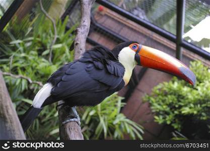Aacolorful bird relaxing andadisplaying its beautiful patterns.a In a zoo in Hong Kong Asia.