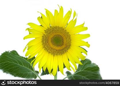 Aagiant russianasunflower in fullablossom.