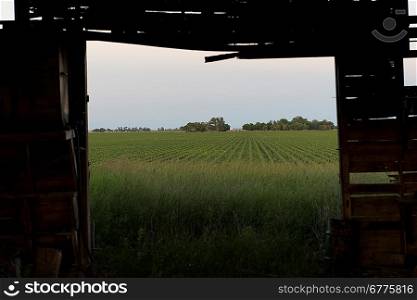 Abandoned barn in a prairie field, Manitoba, Canada