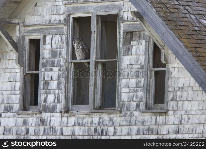 Abandoned Farm with Great Horned Owl Canada