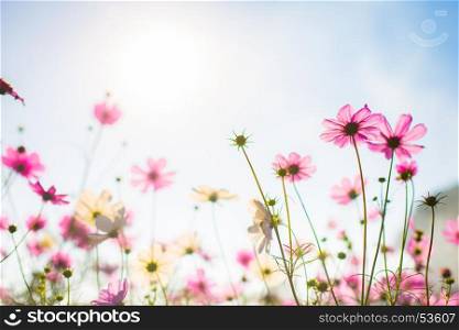 Abatract.Sweet color cosmos flowers in bokeh texture soft blur for background with pastel vintage retro style